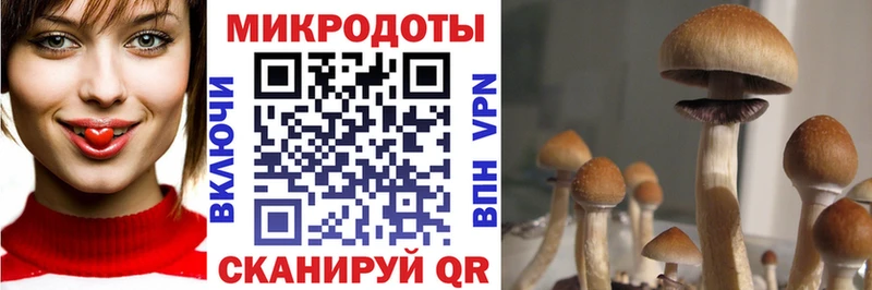 Галлюциногенные грибы Psilocybine cubensis  Чулым 